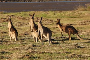 ile-kosztuje-wiza-do-australii-kangury
