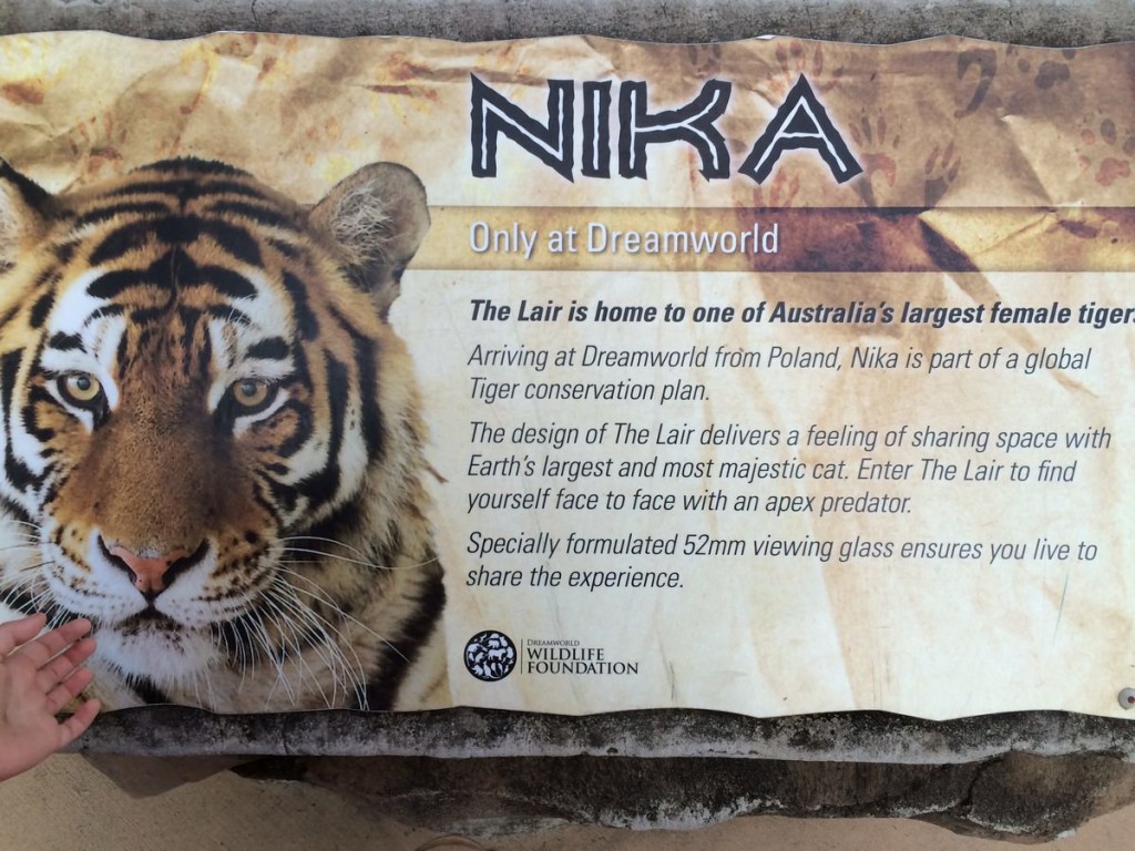 nika-polski-tygrys-w-australijksim-zoo